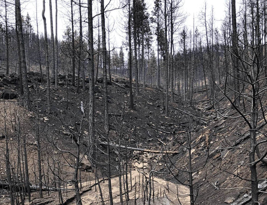 How Mast Reforestation is Repopulating Trees - Austrige™