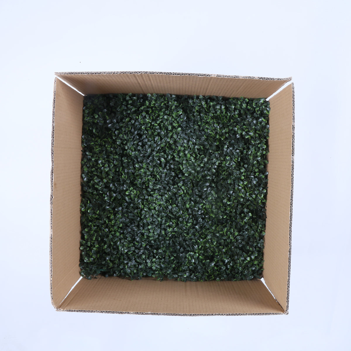 Barcelona (box of 12)