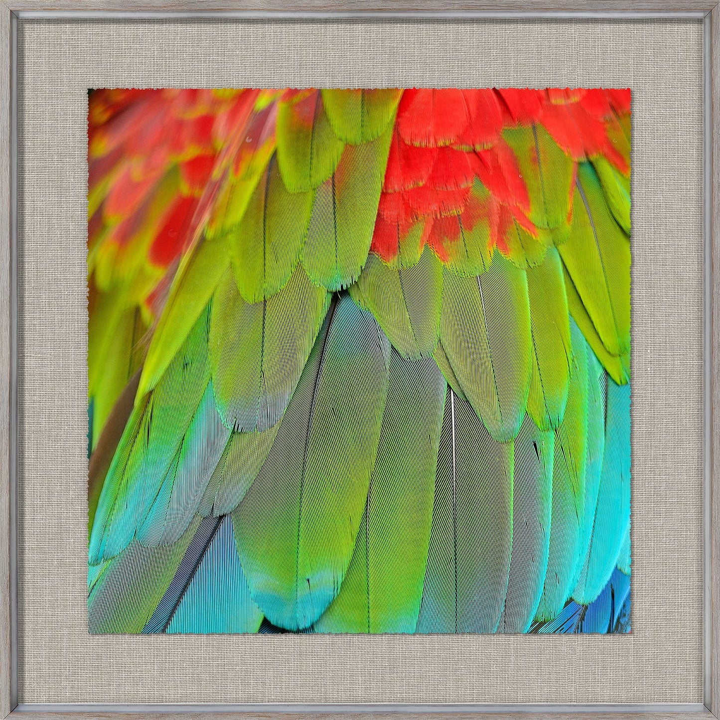 Tropical Plumage III