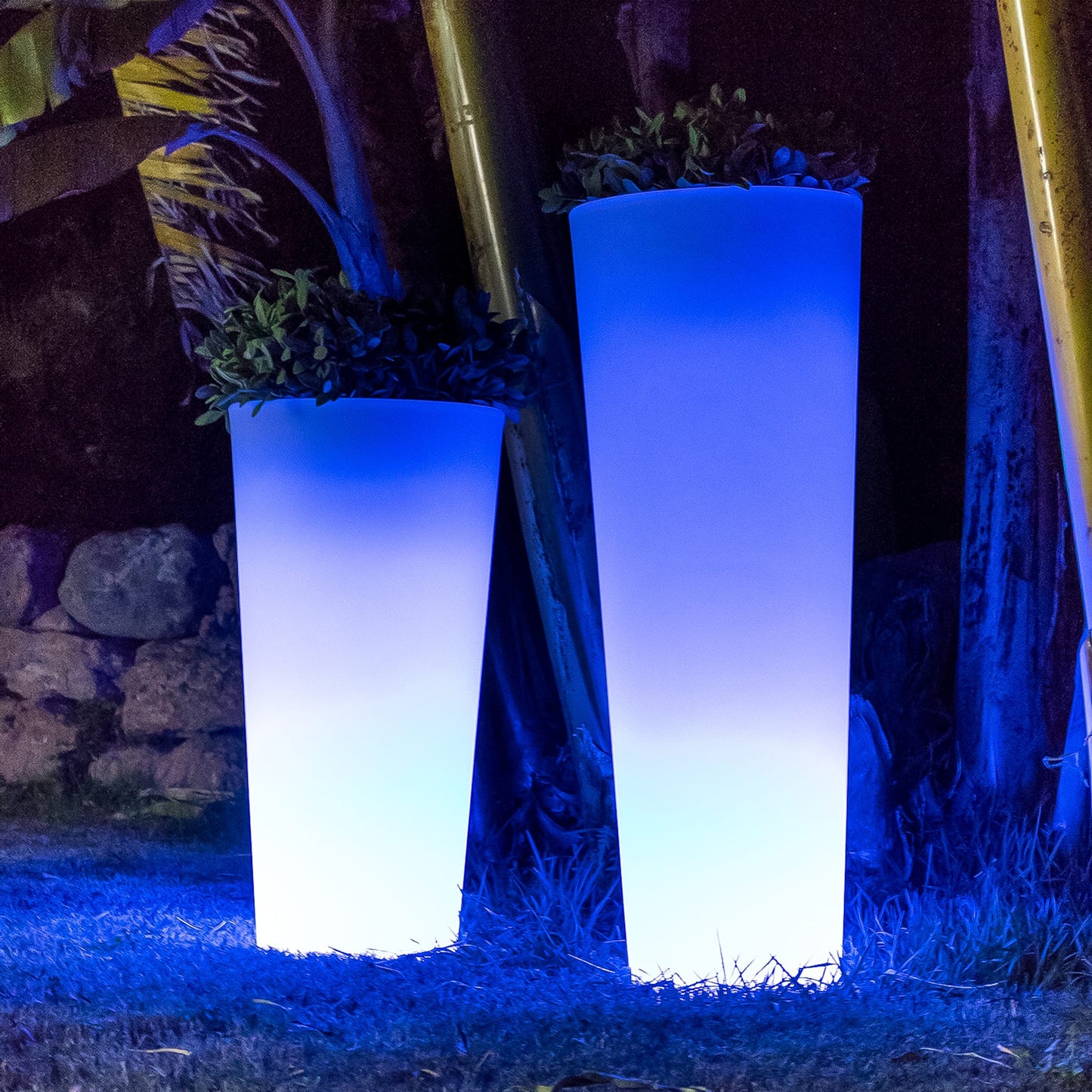 Ficus Solar & Rechargeable