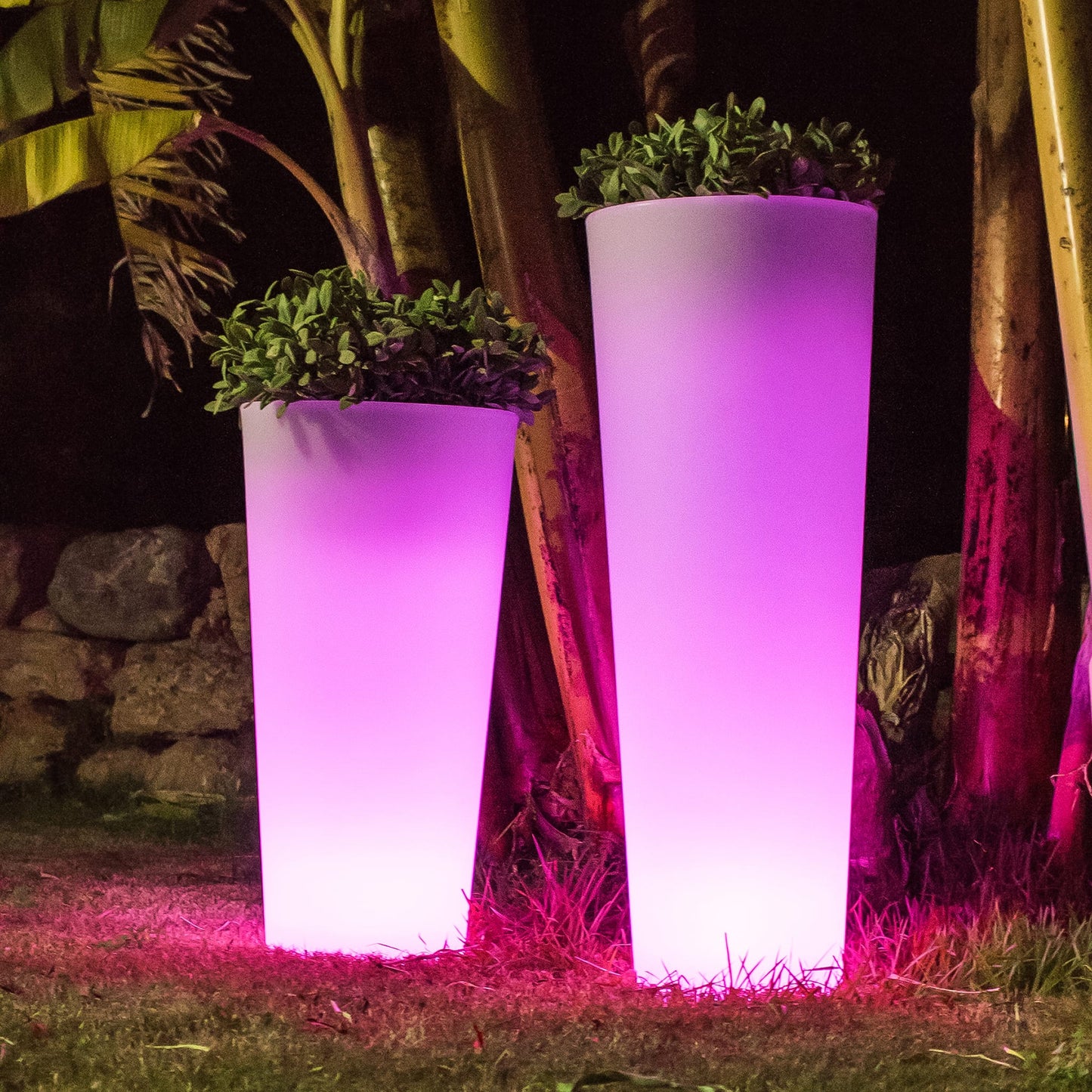 Ficus Solar & Rechargeable