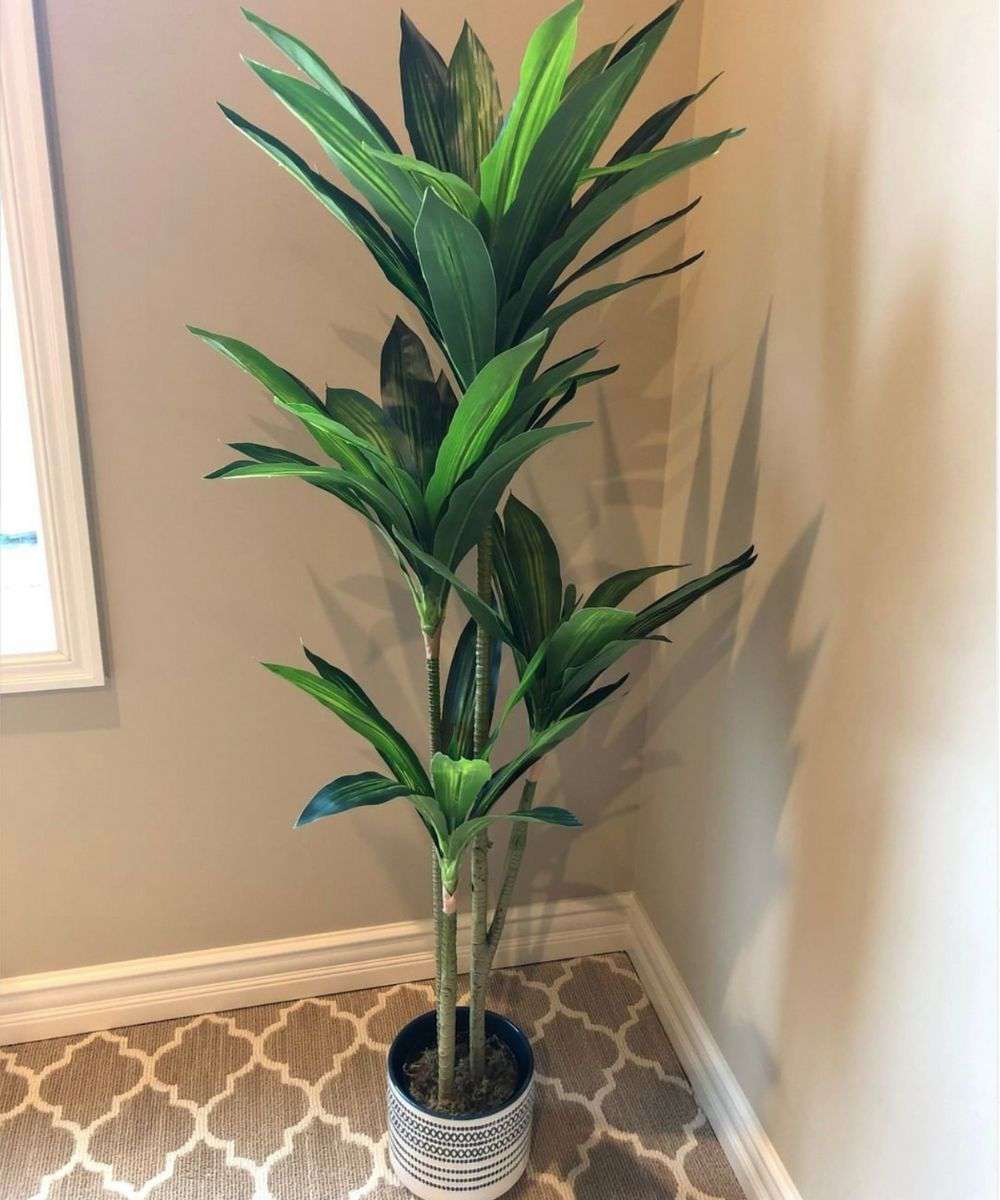 Samy Artificial Dracaena Fragrans Potted Plant 51''