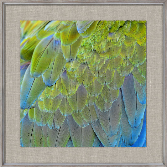 Tropical Plumage