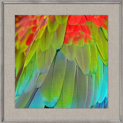 Tropical Plumage III