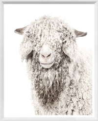 Angora Goat Glass Framed (33 × 41 in) Wall Art