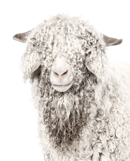 Angora Goat Acrylic (42 × 52 in) Wall Art