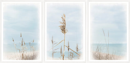 Triptych Dune Grass