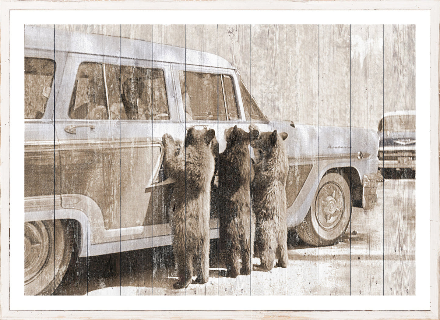 Bears In Yellowstone C. 1950