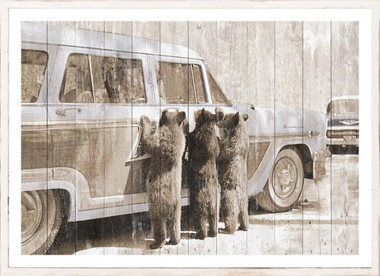 Bears In Yellowstone C. 1950