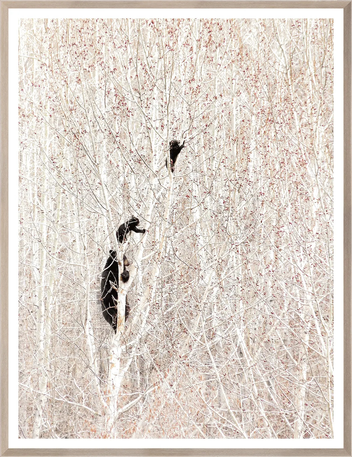 Bears in a Birch Forest