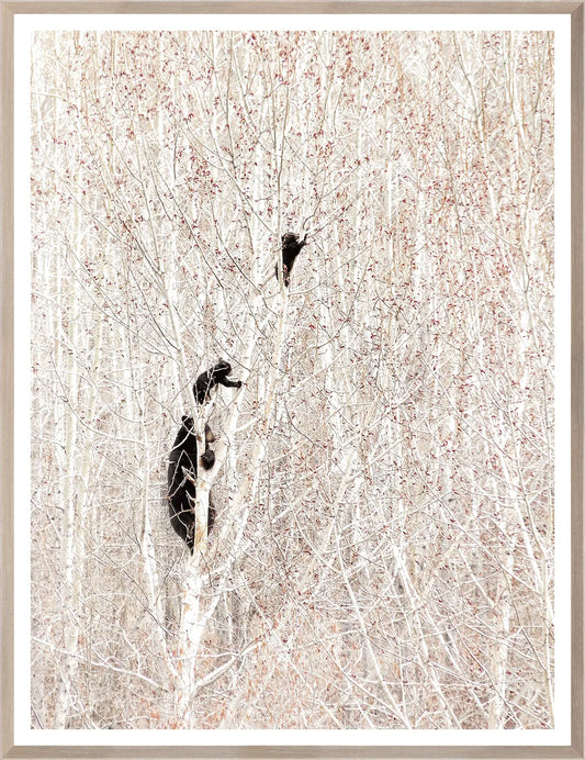 Bears in a Birch Forest