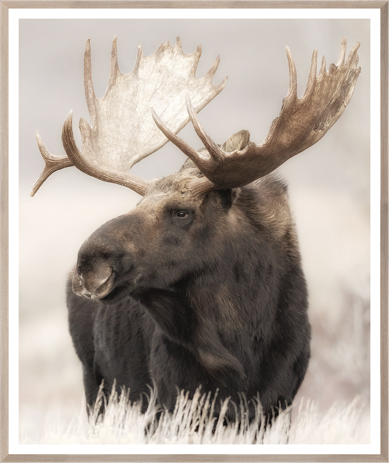 Grand Teton Moose