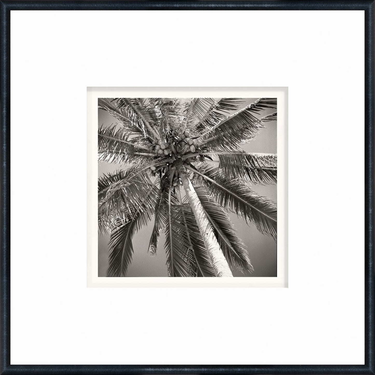 NOSTALGIA COLLECTION – PALM TREE C. 1959