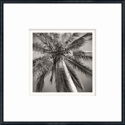 NOSTALGIA COLLECTION – PALM TREE C. 1959
