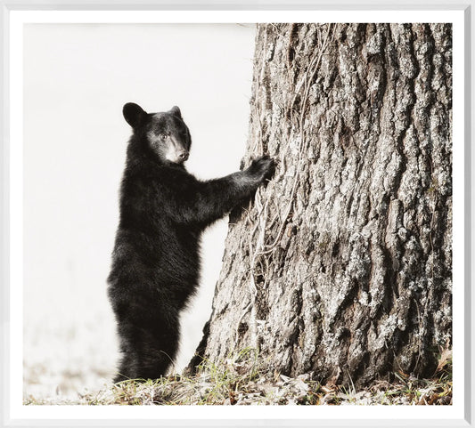 Smokey Mountain Cub