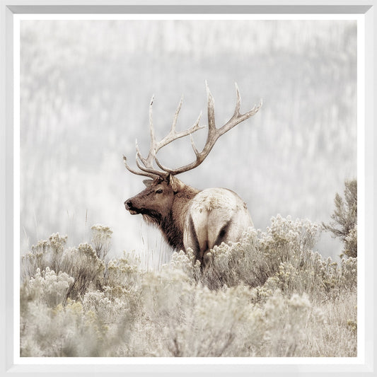 Rocky Mountain Elk