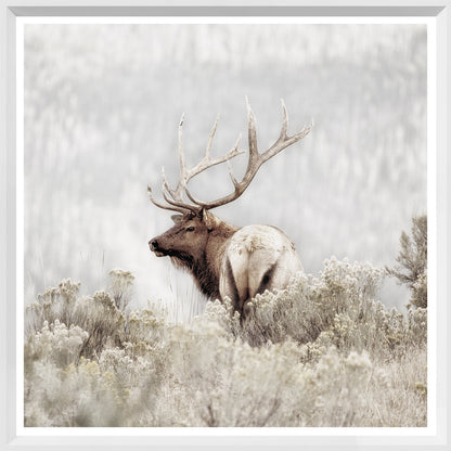 Rocky Mountain Elk