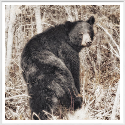 Black Bear