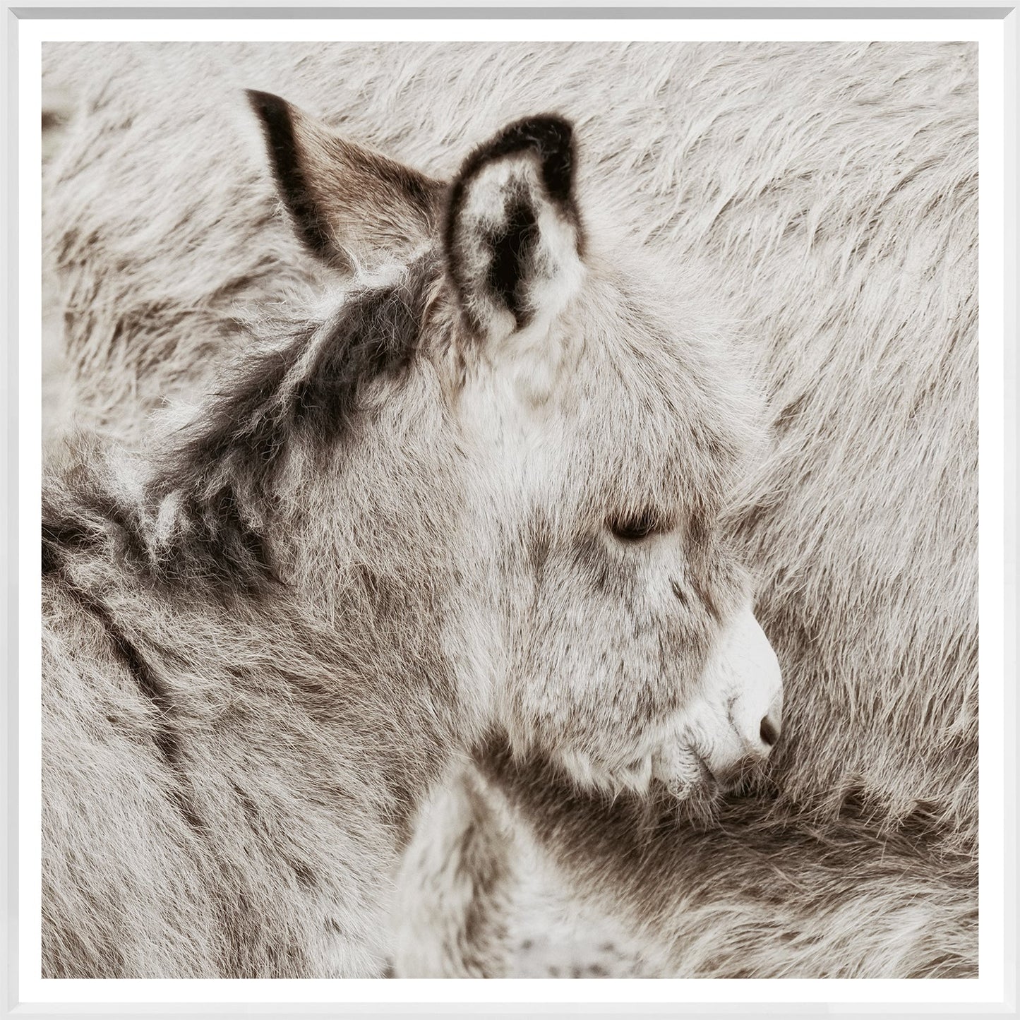 Donkey Foal