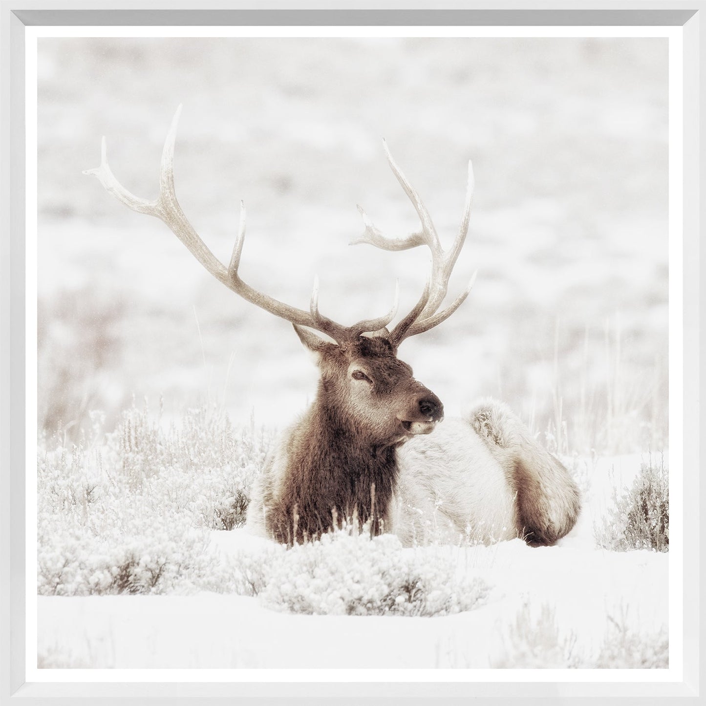 Bull Elk In Winter