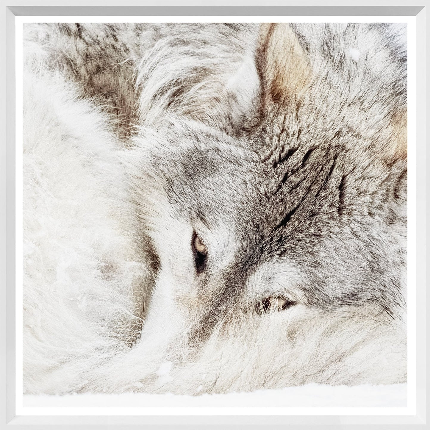 Grey Wolf