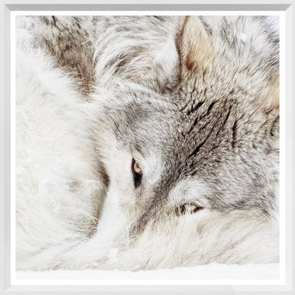 Grey Wolf