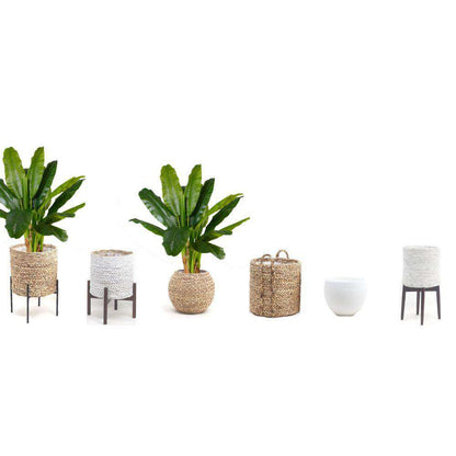 加州人造香蕉樹盆栽 43 英寸