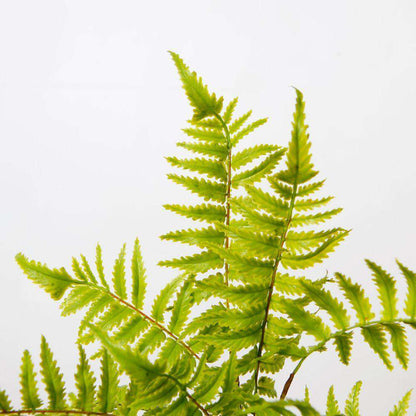 Dasa Potted Faux Fern