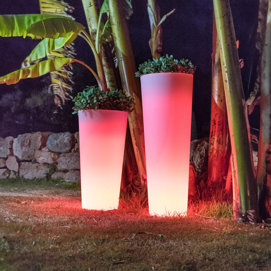 Ficus Solar & Rechargeable