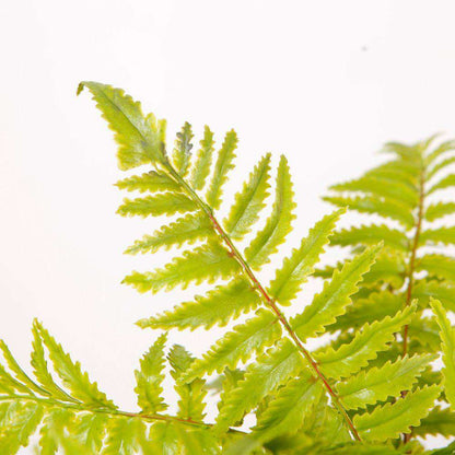 Kuwu Potted Faux Fern