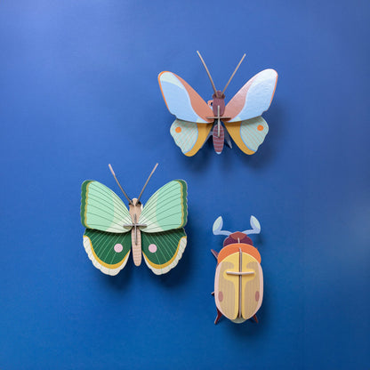 Lemon Fruit Beetle