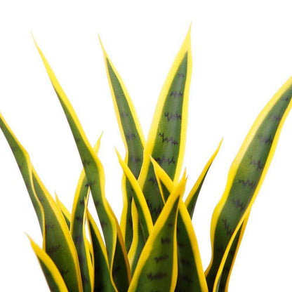 Luis Artificial Snake Sansevieria Yellow & Green Potted Plant 26"