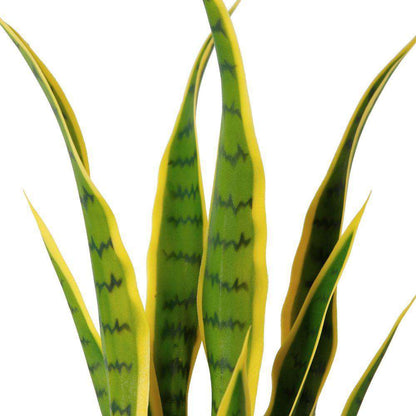 Luna Artificial Snake Sansevieria Yellow & Green Potted Plant (Multiple Sizes)