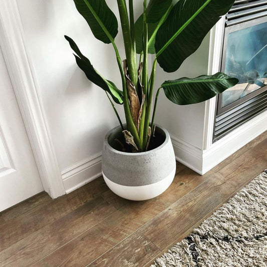 Zamora Cement Planter (Multiple Sizes)