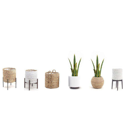 Zora Artificial Snake Sansevieria Yellow And Green Potted Plant 30''