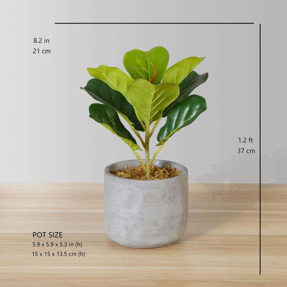 Panuco Potted Faux Fiddle Plant Artificial