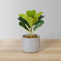 Panuco Potted Faux Fiddle Plant Artificial