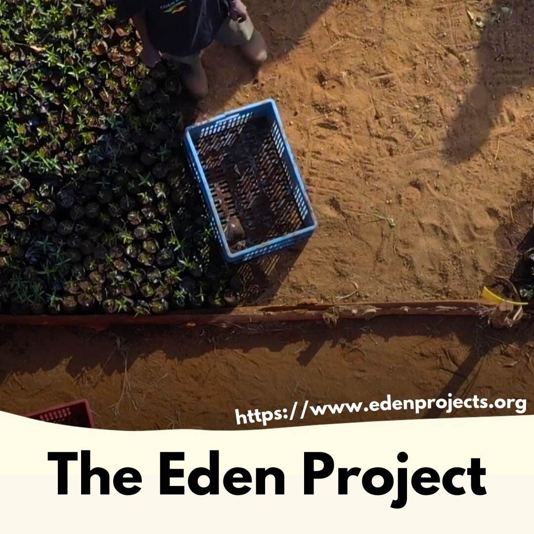 Plant a Mangrove Tree - Donate - The GoodApi™ sprout-additional-trees